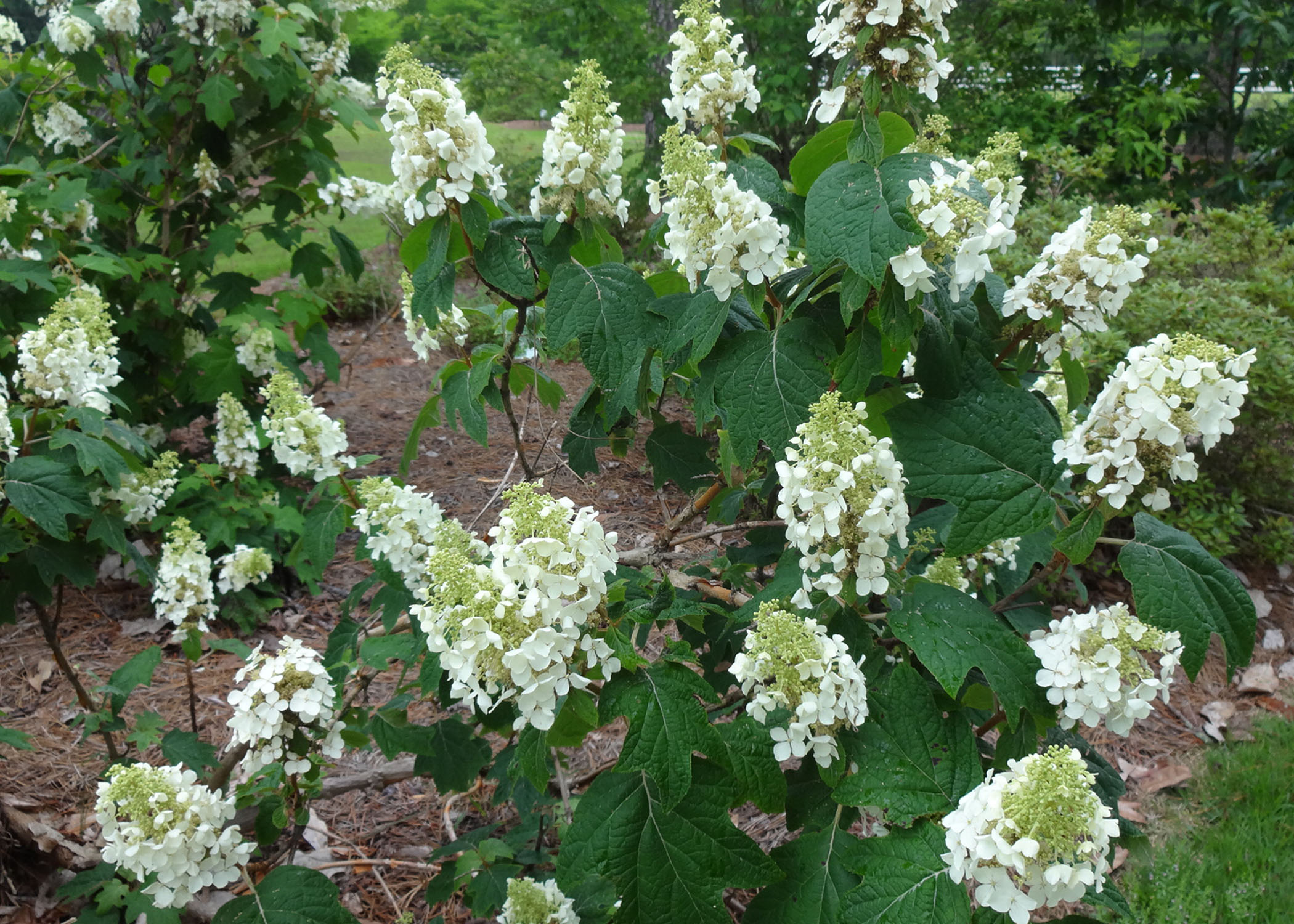 Check out this alternative hydrangea